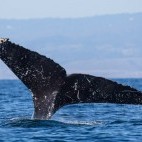 Humpback whale in Monterey Bay, California, USA