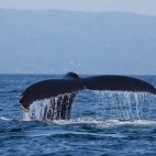 Humpback whale in Monterey Bay, California, USA