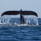 Humpback whale in Monterey Bay, California, USA