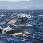 Pod of long-beaked common dolphins in Monterey Bay, California, USA