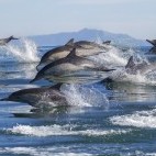 Pod of long-beaked common dolphins in Monterey Bay, California, USA