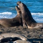 Northern elephant seal in Monterey Bay, California, USA