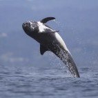 Risso's dolphin in Monterey Bay, California, USA
