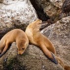Sea lion in Monterey Bay, California, USA