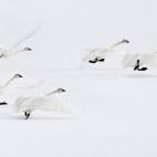 Trumpeter swans in Yellowstone National Park, USA.