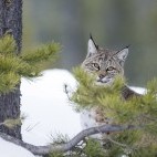 Bobcat in Yellowstone National Park, USA.