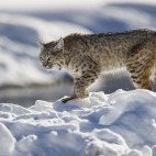 Bobcat in Yellowstone National Park, USA.