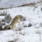 Coyote in Yellowstone National Park, USA.