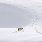 Red fox in Yellowstone National Park, USA.
