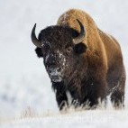 Bison in Yellowstone National Park, USA.