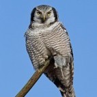 Northern hawk owl