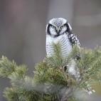 Northern hawk owl