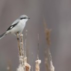 Northern shrike