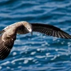 A gull in New Zealand.