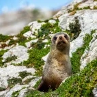 A New Zealand fur seal.