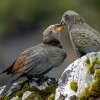Two kea's in New Zealand.