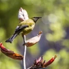 A bellbird korimako in New Zealand.