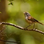 A brown creeper in New Zealand.