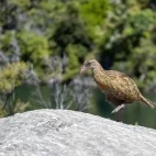 A buff weka in New Zealand.