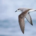 A Cook's petrel in New Zealand.