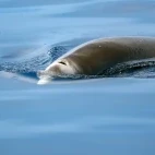 A Cuvier's beaked whale in New Zealand.