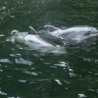 Two bottlenose dolphins in New Zealand.