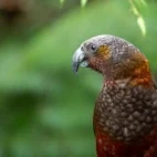 An endangered kaka, in New Zealand.