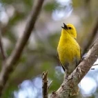 A yellowhead in New Zealand.