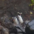 Fiordland crested penguins in New Zealand.