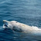 A Cuvier's beaked whale in New Zealand.
