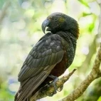 A kaka perched on a branch, in New Zealand.