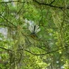 A New Zealand fantail.