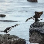 A pair of pied shag's in New Zealand.