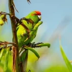 A red-crowned parakeet in New Zealand.