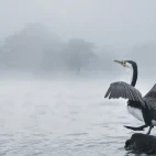 A pied shag in New Zealand.