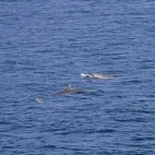Strap-toothed whale in New Zealand.