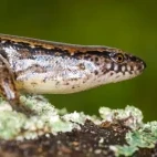 A striped skink in New Zealand.