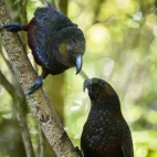 Two New Zealand kakas on a branch.