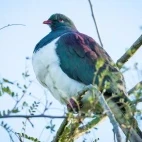 A New Zealand wood pigeon.