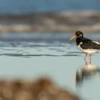 Oystercatcher