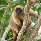 Lumholtz's tree-kangaroo in Australia.