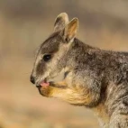 A Mareeba rock wallaby, in Australia.