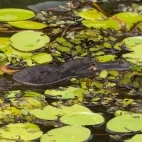 A platypus in Australia