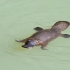 A platypus in Australia.