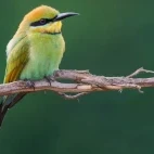 A rainbow bee-eater in Australia