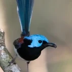A red-winged fairywren, in Australia.