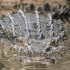 Saltwater crocodile in Australia.