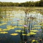 Water lillies in Arnhem Land, Australia