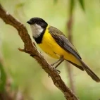 Gold whistler in Australia