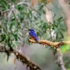 Azure kingfisher in Australia